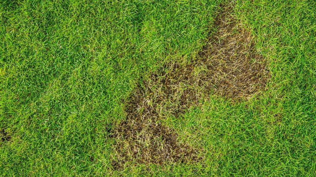 Lawn Insect Damage